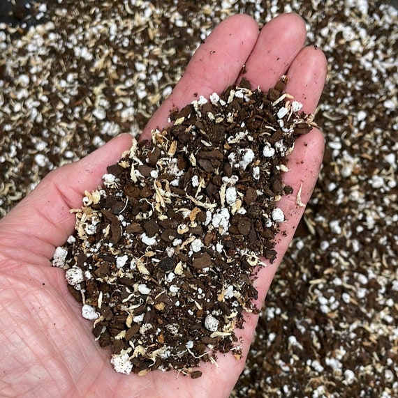 Jewel Orchid Potting Mix, Soil Mix for Ludisia, Macodes, Anoectodes,  Dossisia and Ludochilus Orchids, Terrestrial Orchid Potting Soil - Etsy  Denmark