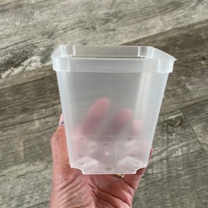 3.5&quot; square clear orchid pot, Clear plastic pot for tropical aroids, Clear nursery pot
