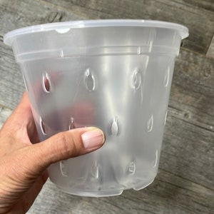 Può includere: Un vaso di plastica trasparente con fori di drenaggio. Il vaso è progettato per la semina e ha un fondo liscio e arrotondato.