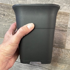 May include: A black plastic plant pot with a square base and rounded sides. The pot is approximately 6 inches tall.
