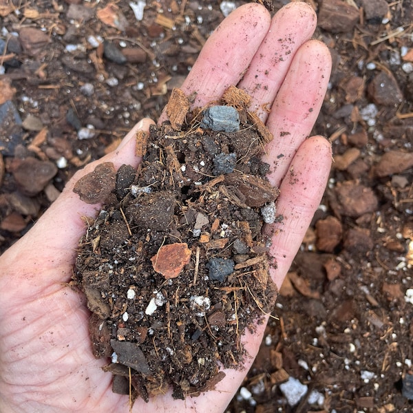 Cymbidium Orchids Etsy