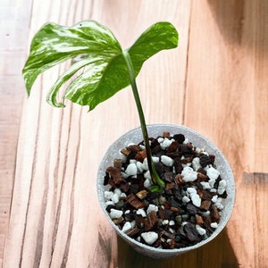 May include: A small, variegated Monstera plant with a single leaf growing in a clear plastic pot filled with a mix of brown and white potting soil.