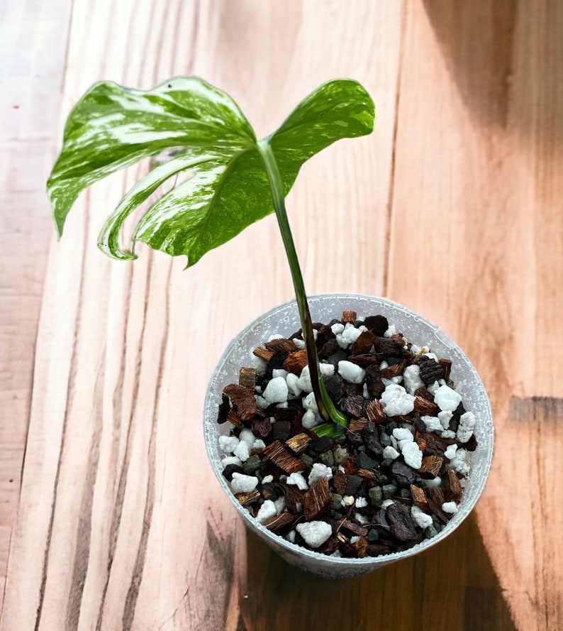 May include: A small, variegated Monstera plant with a single leaf growing in a clear plastic pot filled with a mix of brown and white potting soil.