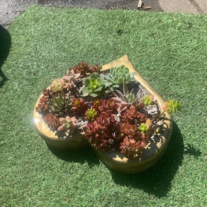 May include: A heart-shaped, gold-coloured planter filled with various succulents. The succulents display a range of colours, including green, red, and pink. The planter sits on a bed of green artificial grass, creating a vibrant contrast.