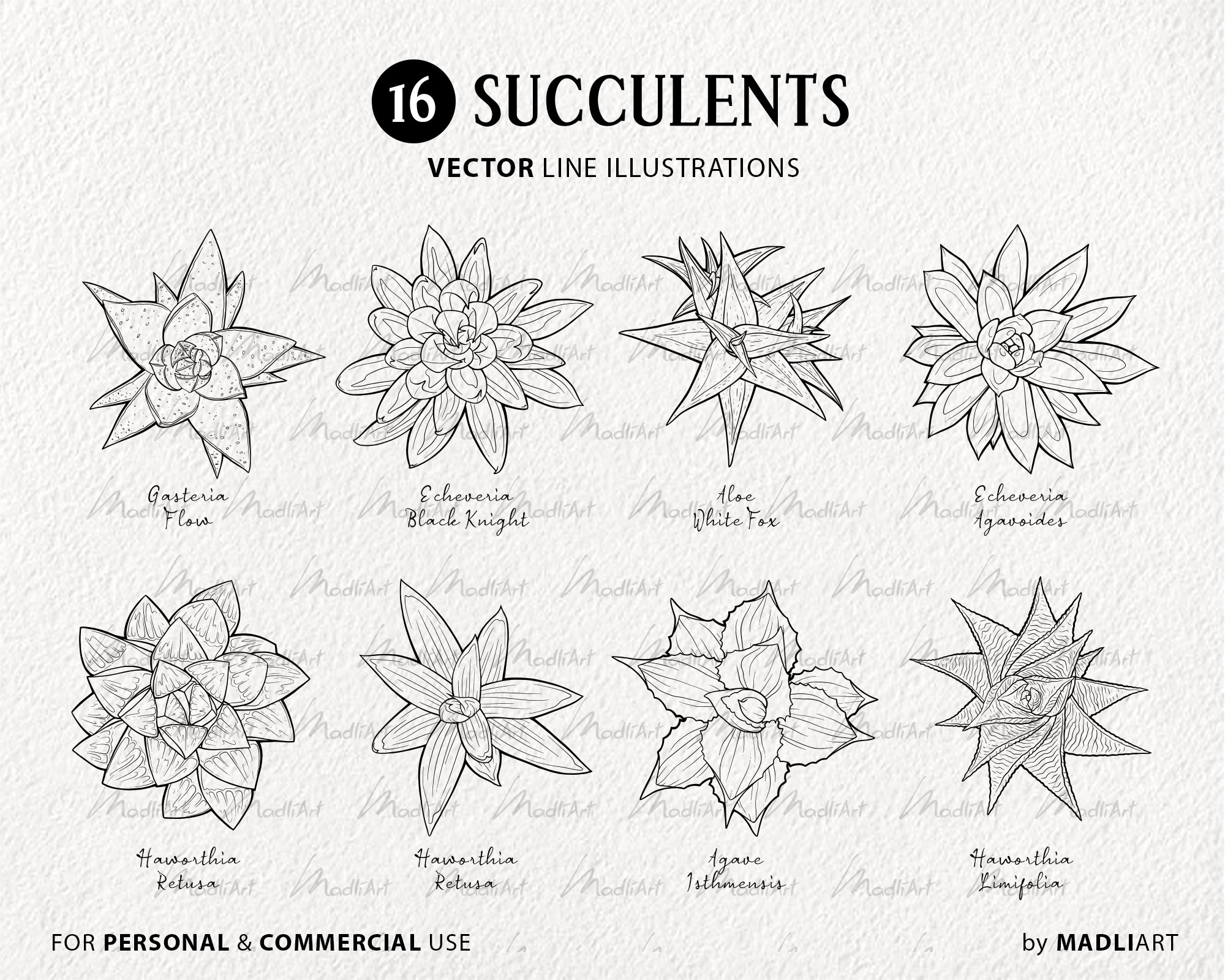Succulent SVG Bundle. 16 Cactus SVG Illustrations. Succulent - Etsy