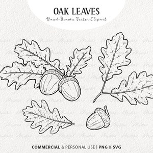 Paquete de imágenes prediseñadas SVG de roble. 4 elementos botánicos vectoriales de hojas de roble. Ilustraciones de líneas de caída. Arte vegetal mínimo de otoño. Comercial PNG y SVG