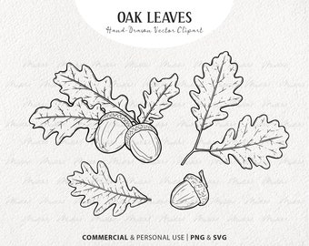 Oak SVG Clipart Bundle. 4 Oak Leaves Vector Botanical Elements. Fall Line Illustrations. Minimal Autumn Plant Art. Commercial PNG & SVG