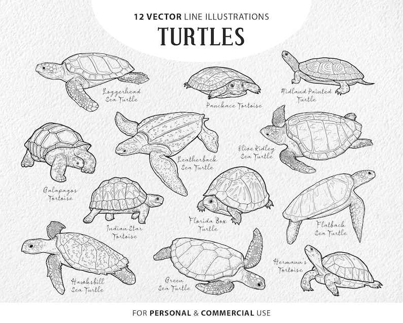 12 Turtles SVG Clipart Bundle. Sea Turtle & Land Tortoise - Etsy