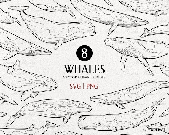 Whale SVG Bundle. 16 Whale Clipart Vector Drawing. Ocean Animals SVG Art. Blue, Sperm Humpback, Orca, Killer Whale SVG. Whale Png & Svg file