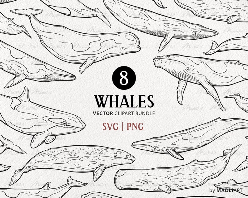 Puede incluir: Un conjunto de ocho dibujos en blanco y negro de diferentes tipos de ballenas. Los dibujos est&aacute;n en un estilo simple y estilizado. El texto "8 WHALES VECTOR CLIPART BUNDLE SVG | PNG" est&aacute; en la parte inferior de la imagen.
