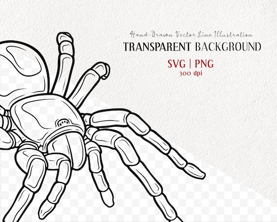 Tarantula drawing Outline Drawing Images Pictures