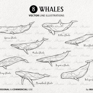 Puede incluir: Ilustraciones de l&iacute;nea de arte de ocho especies diferentes de ballenas, incluyendo una ballena de esperma, una ballena asesina, una ballena minke, una ballena de Bryde, una ballena gris, una ballena azul, una ballena jorobada y una ballena beluga. Las ilustraciones est&aacute;n en blanco y negro y est&aacute;n etiquetadas con el nombre de cada especie de ballena.