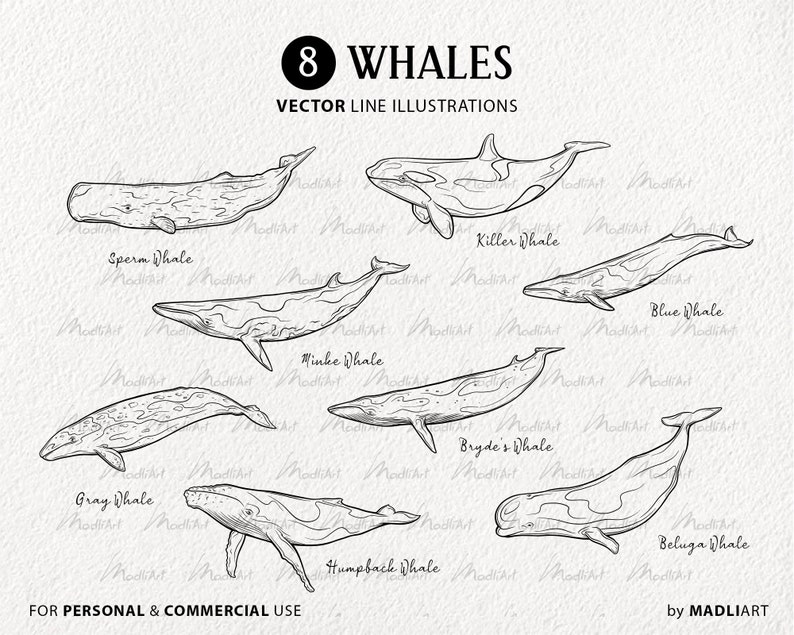 Puede incluir: Ilustraciones de l&iacute;nea de arte de ocho especies diferentes de ballenas, incluyendo una ballena de esperma, una ballena asesina, una ballena minke, una ballena de Bryde, una ballena gris, una ballena azul, una ballena jorobada y una ballena beluga. Las ilustraciones est&aacute;n en blanco y negro y est&aacute;n etiquetadas con el nombre de cada especie de ballena.
