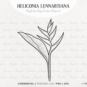 Heliconia Flower SVG Clipart. Tropical Flower Vector Outline. Heliconia Lennartiana Floral Illustration. Exotic Jungle Plant Art. PNG & SVG