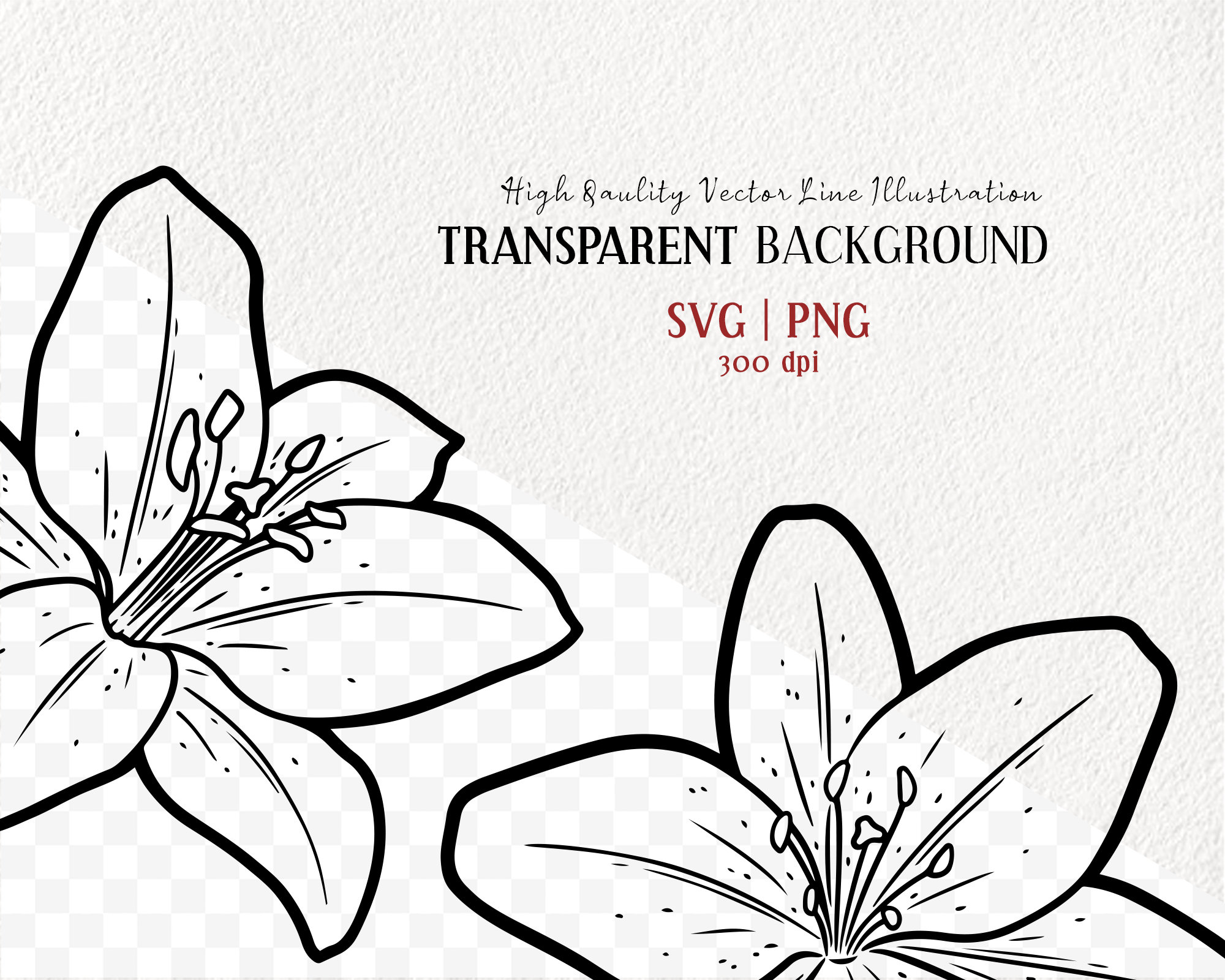 Lelie bloem SVG clipart. Tijgerlelie vectortekening. Lelie bloem bloeit  lijntekening. Pasen Lelie overzicht. Lente wilde bloem. PNG en SVG - Etsy  België, image size:2000x1600