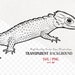 Red-eyed Crocodile Skink SVG Clipart. Snake Like Lizard Vector Drawing ...