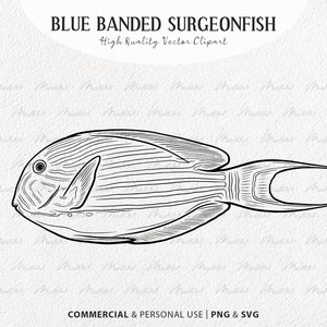 Blue Banded Surgeonfish Vector Clipart. Coral Reef Fish SVG Drawing. Ocean Fish Line Art. Small Tropical Fish Artwork. PNG & SVG