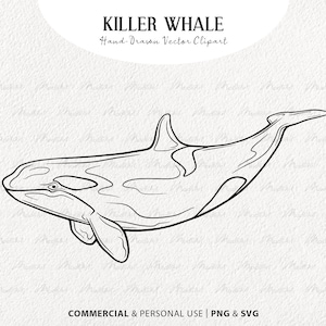 May include: A line drawing of a killer whale, also known as an orca, swimming. The drawing is in black and white and has a hand-drawn style.