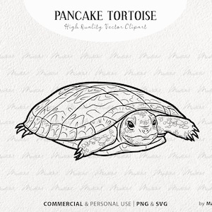 Imágenes prediseñadas SVG de tortuga panqueque. Ilustraciones vectoriales de tortugas terrestres. Lindo arte del contorno de la tortuga. Dibujo lineal de reptiles. SVG comercial, PNG