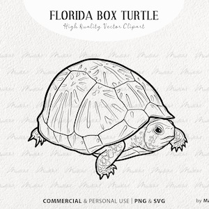 Imágenes prediseñadas SVG de tortuga de caja de Florida. Ilustraciones vectoriales de tortuga terrestre. Lindo arte del contorno de la tortuga. Dibujo lineal de reptiles. SVG comercial, PNG