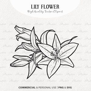 Lilie Blume SVG Clipart. Tigerlilienblüte. Blumenstrauß Strichzeichnung. Ostern, Lilie, Vektor, Umriss. Frühling Wildblume. PNG und SVG