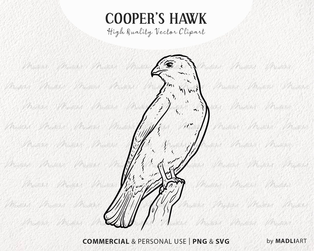 Coopers Hawk SVG Clipart Bundle. Eagle Vector Line Drawings. Etsy