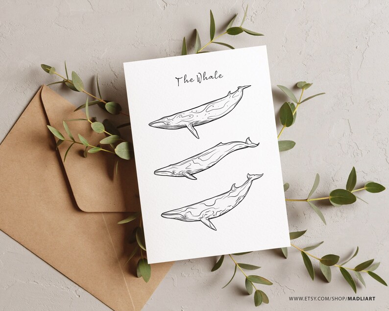 Puede incluir: Un dibujo en blanco y negro de tres ballenas en una tarjeta blanca con el texto "The Whale" en la parte superior.