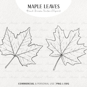 Ahorn Blätter SVG Clipart Set. 2 Herbst Blatt Element. Herbst Blatt Line Illustrationen. Minimal Kunst. PNG und SVG