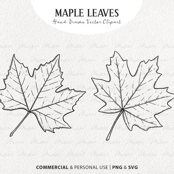 Maple Leaves SVG Clipart Set. 2 Vector Fall Leaf Elements. Autumn Leaf Line Illustrations. Minimal Autumn Plant Art. PNG & SVG