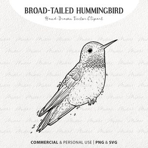Broad Tailed Hummingbird SVG Clipart. Hummingbird Vector Line Art. Flying Small Bird svg. Bird Outline Drawing. PNG & SVG digital art