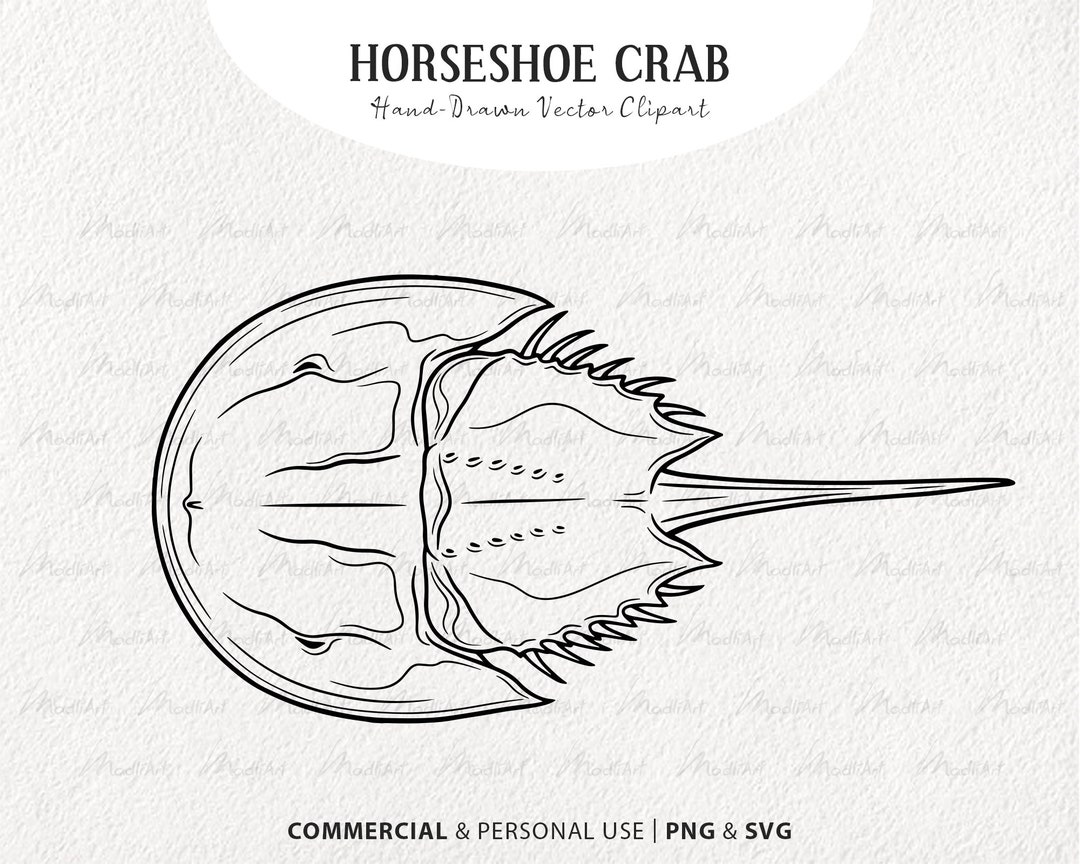 Horseshoe Crab Vector Clipart. Hard Shell Marine Creature Line Drawing. Ocean Animal Print. Sea