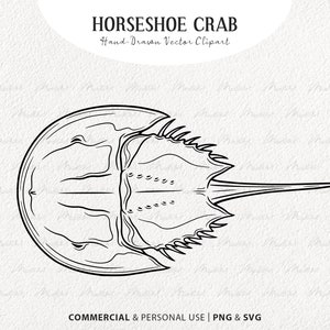 Horseshoe Crab SVG Clipart. Hard Shell Marine Creature Vector Line Drawing. Ocean Animal Print. Sea Crab Stamp. Commercial PNG & SVG