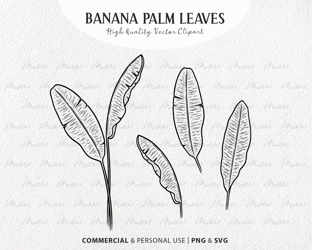 4 Banana Palm Leaves Clipart Set. Jungle Palm Tree Vector Art. Tropical Leaves Outline. Exotic