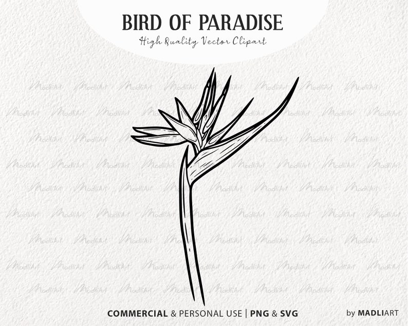 Bird Of Paradise Flower SVG Clipart. Tropical Flower Vector Outline. Heliconia Floral Line Illustration. Exotic Jungle Plant Art. PNG & SVG image 1