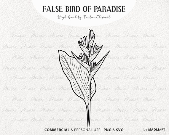 Falscher Paradiesvogel Blume SVG Clipart. Tropische, Blume, Vektor,  Outline. Heliconia Rostrata Illustration. Exotische Jungle Pflanze. PNG und  SVG - Etsy.de