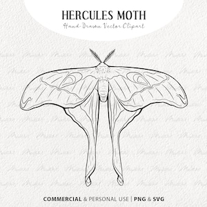 Hercules Moth SVG Clip Art. Hand Drawn Butterfly Vector Line Drawing. Instant Download SVG & PNG with Commercial License
