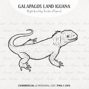 Galapagos Land Iguana SVG Clipart. Tropical Lizard vector drawing. Iguana line art. Reptile Outline Graphics. Commercial PNG & SVG