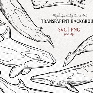 Puede incluir: Ilustraci&oacute;n de l&iacute;nea de arte de cinco ballenas, incluyendo una ballena jorobada, una ballena de esperma y una orca. Las ballenas est&aacute;n dibujadas en blanco y negro y se colocan sobre un fondo transparente. El texto "High Quality Line Art TRANSPARENT BACKGROUND SVG | PNG 300 dpi" es visible en la parte superior de la imagen.