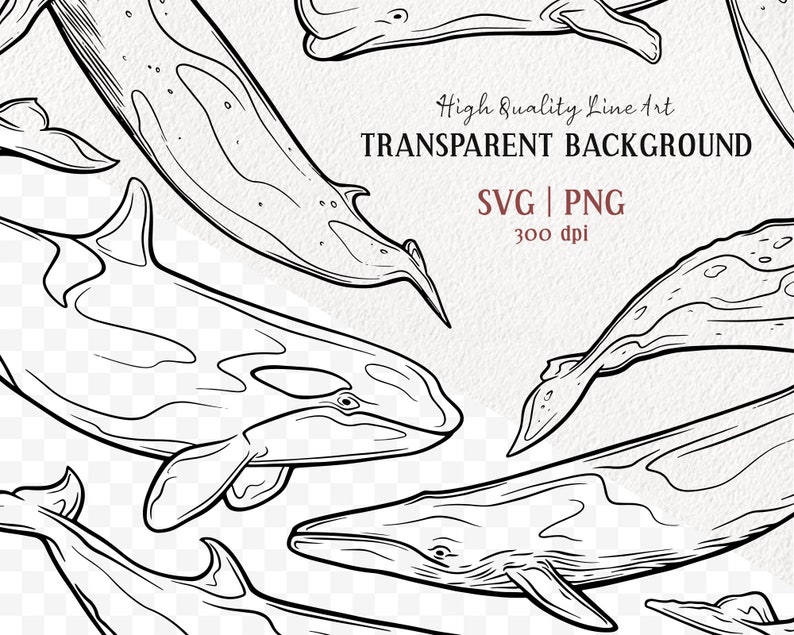 Puede incluir: Ilustraci&oacute;n de l&iacute;nea de arte de cinco ballenas, incluyendo una ballena jorobada, una ballena de esperma y una orca. Las ballenas est&aacute;n dibujadas en blanco y negro y se colocan sobre un fondo transparente. El texto "High Quality Line Art TRANSPARENT BACKGROUND SVG | PNG 300 dpi" es visible en la parte superior de la imagen.
