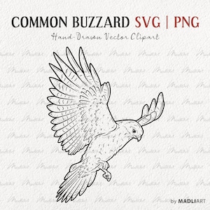Buizerd SVG Clipart-bundel. Havik SVG vogeloverzicht. Adelaar Vector Lijntekeningen. Roofvogel Clipart. Vliegende vogels. SVG en PNG