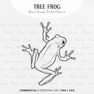 Clipart SVG de grenouille d'arbre. Dessin vectoriel de grenouille. Rainette verte, blanche et aux yeux rouges. Graphiques de contour de reptiles. PNG et SVG commerciaux