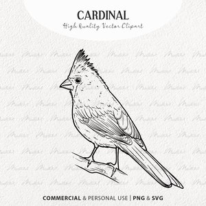 Kardinal Clipart. Kleine rote Vögel. Fliegende Vögel Outline Set. Vogel Line Art. Wintervogel Zeichnung. Kommerzielle Nutzung SVG & PNG