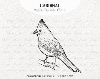 Paquete de imágenes prediseñadas vectoriales cardinales. Pequeños pájaros rojos. Conjunto de contorno de pájaros voladores. Arte lineal de pájaros. Dibujo de pájaros de invierno. Uso comercial SVG y PNG