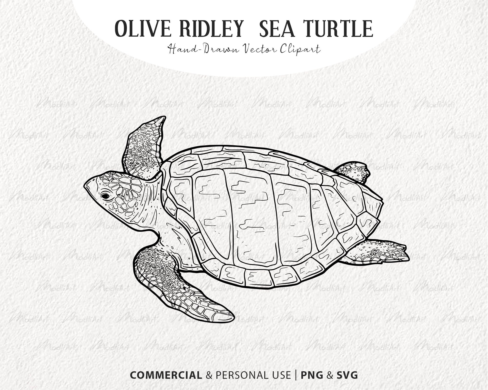 Olive Ridley Sea Turtle Drawing
