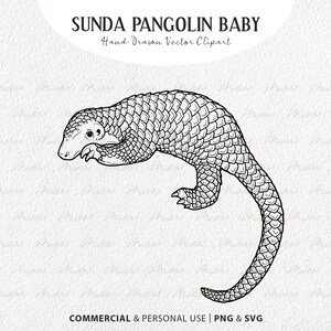Sunda Pangolin Baby Vector Clipart. Zagrożony Pangolin SVG Artwork. Minimalistyczny rysunek linii ssaka. PNG i SVG z licencją komercyjną