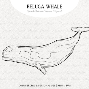 Beluga Wal SVG Clipart. Wal Vektor Zeichnung. Meerestier Linie Kunst. Line Zeichnung von Ozean Mammal. Kommerzielles PNG & SVG