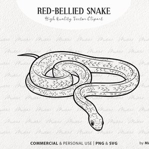 Roodbuikslang SVG clipart. Slang vectortekening. Cobra tattoo-ontwerp. Zweefvliegen Snake lijntekeningen. Reptielenoverzichtafbeeldingen. PNG en SVG