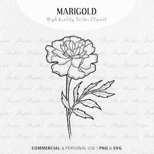 Puede incluir: Un dibujo en blanco y negro de una flor de caléndula con tallo y hojas. La imagen está etiquetada como "MARIGOLD" y "High Quality Vector Clipart".