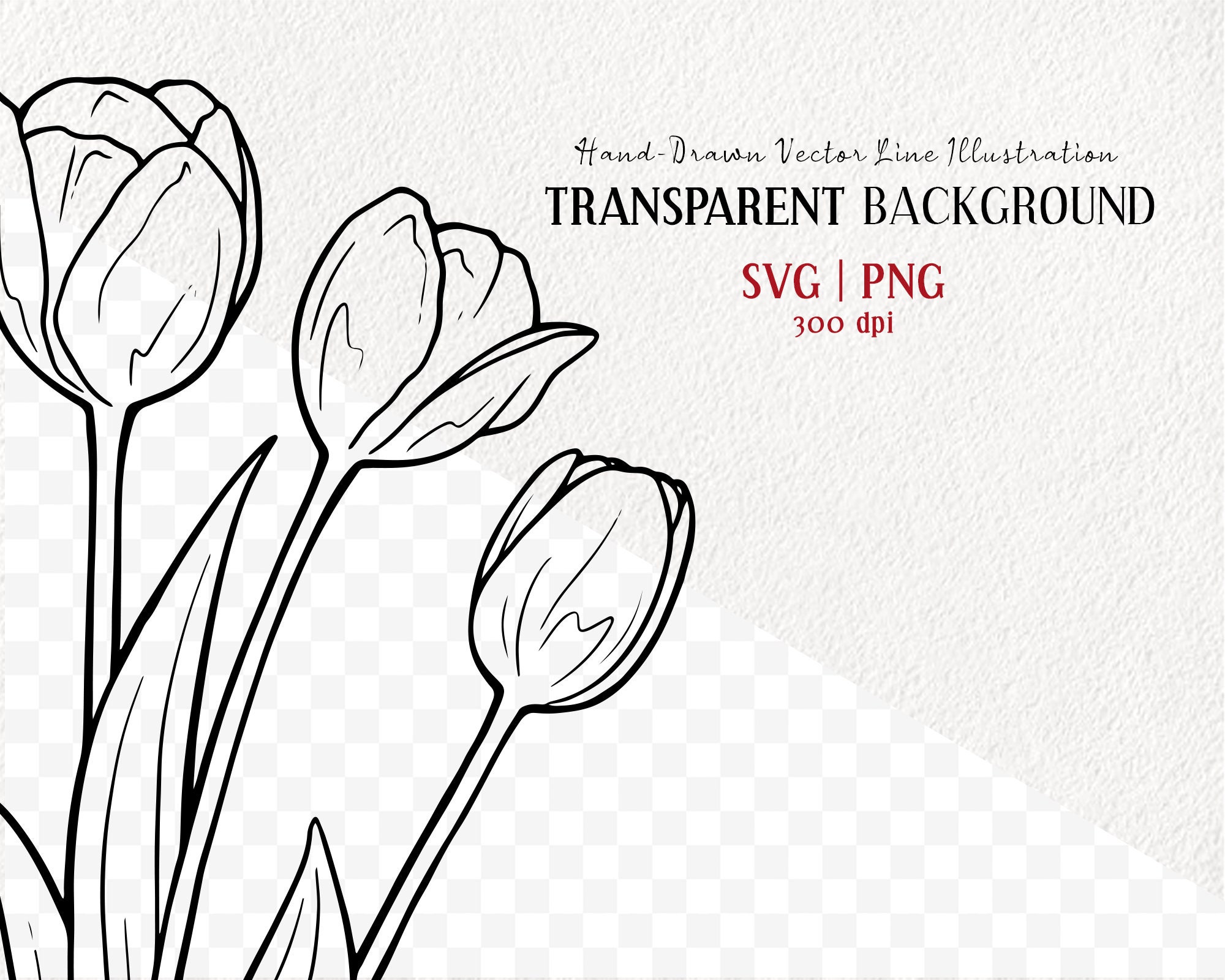 Tulip Flowers Vector Clipart Bundle. 2 Tulips SVG Outline. Etsy