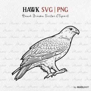 Hawk SVG Clipart Bundle. Eagle Vector Line Drawings. Bird Of Prey Clipart. Hawk Bird Outline Art. Flying Birds. SVG & PNG art